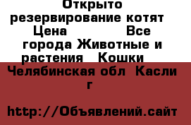 Открыто резервирование котят › Цена ­ 15 000 - Все города Животные и растения » Кошки   . Челябинская обл.,Касли г.